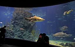 Siam Ocean World Bangkok_3307.JPG